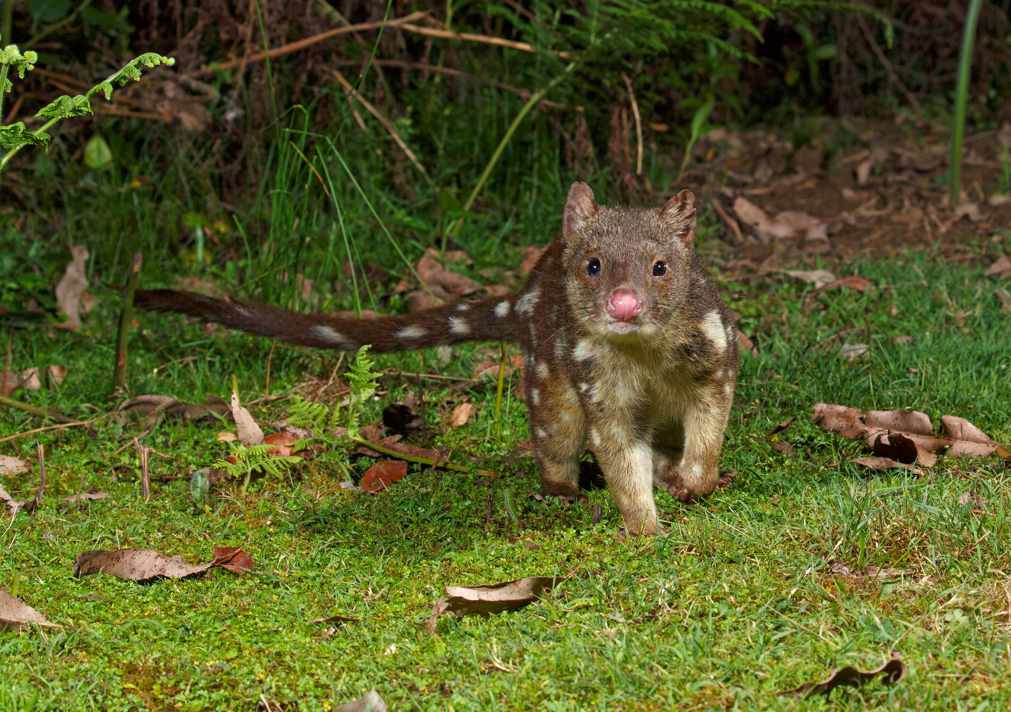 Spotted-tailed quoll, native Tasmanian animal