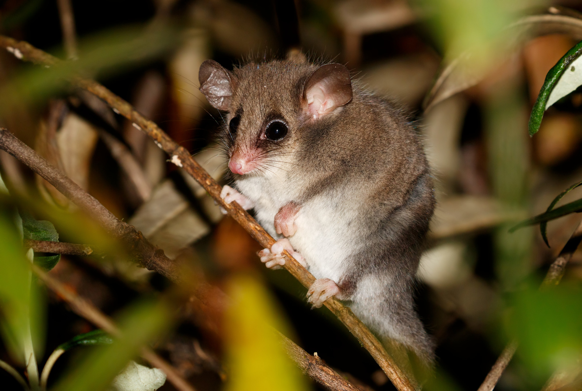 Eastern pygmy possum (Cercartetus nanus).