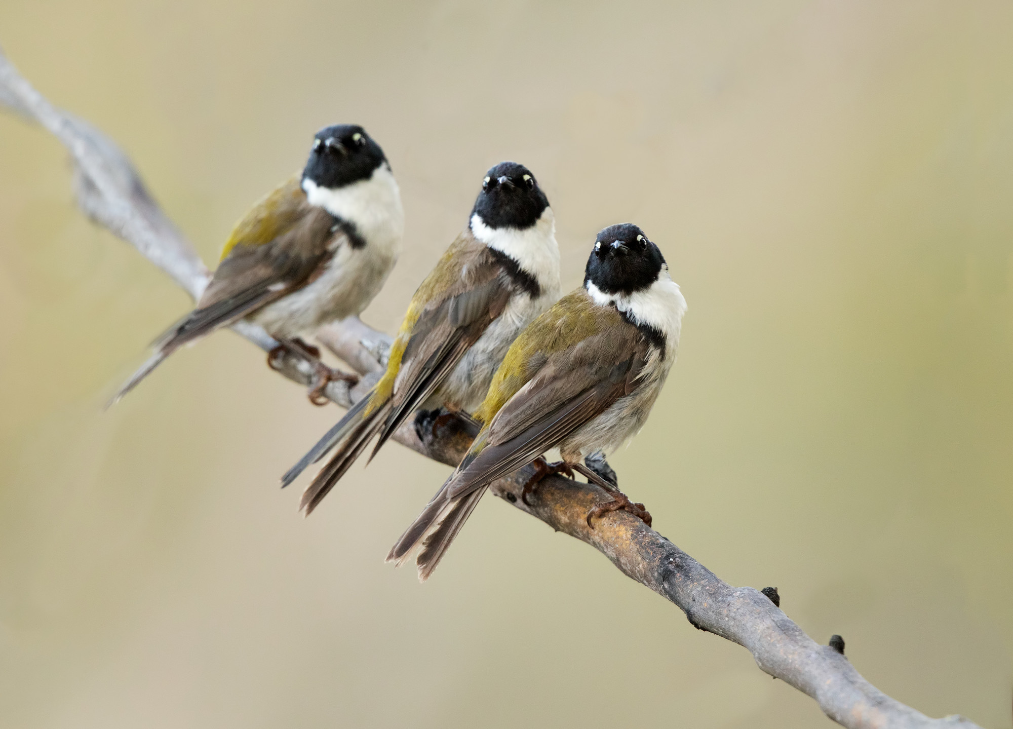 Three endemic black-headed honeyeaters (Melithreptus affinus), Bruny Island, perched on branch,
