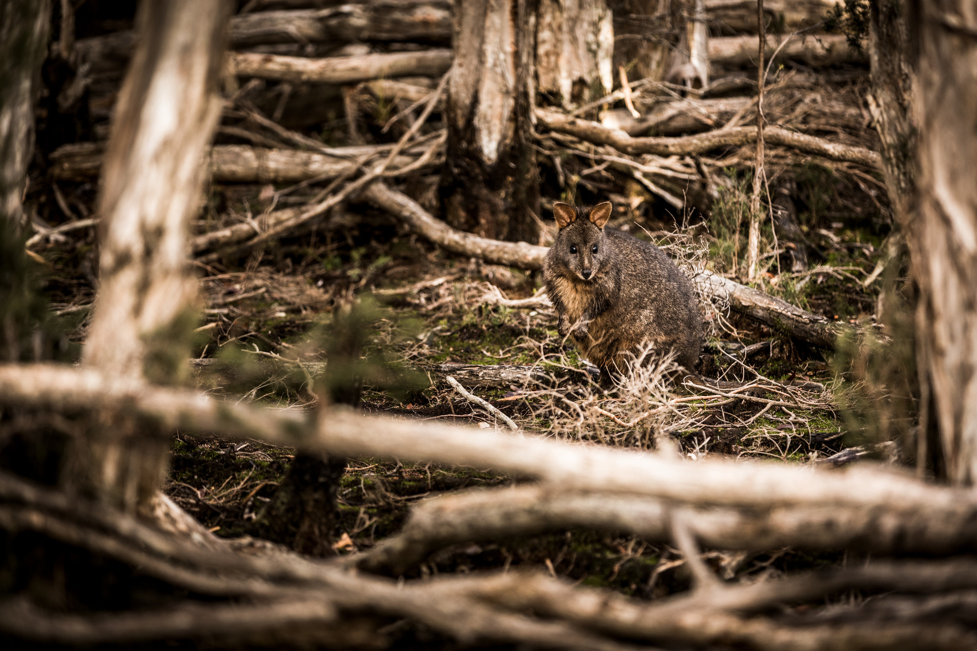 Tasmanian pademelon (Thylogale billardierii) between paperbark trees, Narawantapu National Park Bird Hide Walk.